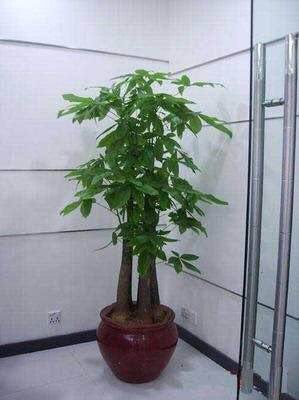 步步高發(fā)財樹