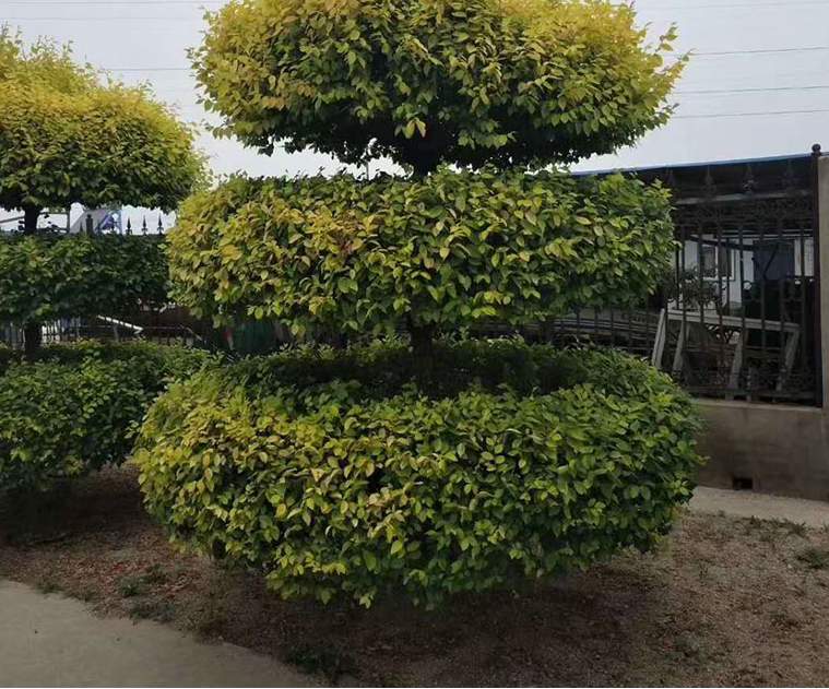 園林養(yǎng)護(hù)