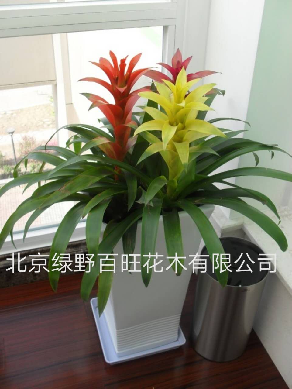 多彩鴻運(yùn)當(dāng)頭